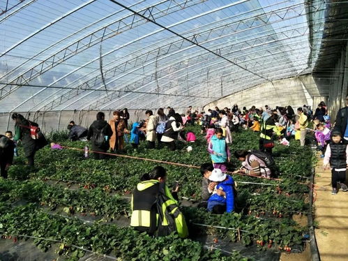 3月17日至19日，我們相約祁陽首屆油菜花節暨農副產品交易會